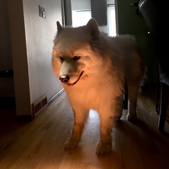 Meet your Posher, Stephanie - Picture 1 of 1